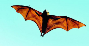 Bangladesh confirms Nipah case in Khulna