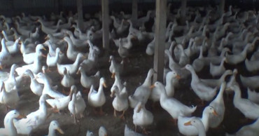 A youth in Kurigram chases his dream