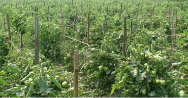 Vegetable farming transforming lives of Brahmanbaria youths