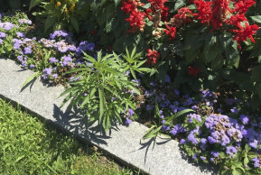 A Capitol offense? Cannabis found in Statehouse flower beds