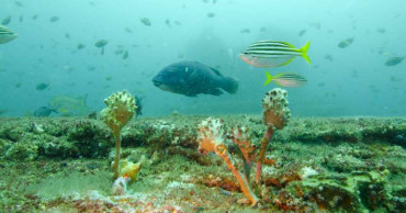 Sydney's desalination plant creates unexpected boom in fish populations