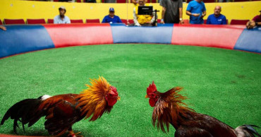 Puerto Rico cockfighters go to ring in federal ban defiance
