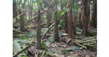 Trees become victims of ‘personal feud’ in Magura