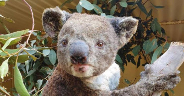 Scientists seek rare species survivors amid Australia flames