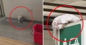 মিরপুর-১০ ও ফার্মগেটে উদ্ধার হওয়া বস্তু বোম্ব নয়, আতঙ্কিত না হওয়ার আহ্বান ডিএমপির