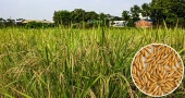 গাকৃবিতে উচ্চ ফলনশীল চিকন ধানের নতুন জাত উদ্ভাবন