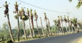 বিদ্যুৎ লাইনের ‘সুরক্ষা’র বলি ৭৫০ তালগাছ