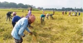 ধানের ন্যায্যমূল্য পাওয়া নিয়ে শঙ্কায় সুনামগঞ্জের কৃষকরা