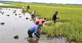প্রকৃতি ও মানবসৃষ্ট অব্যবস্থাপনার দ্বিমুখী ছোবলে দিশেহারা সুনামগঞ্জের কৃষক