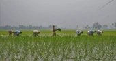 উত্তরাঞ্চলে টিএসপি সারের সংকট, কৃষকের অসচেতনতাকে দুষছে কর্তৃপক্ষ