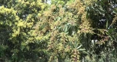 মুকুলে ছেয়ে গেছে আমের রাজধানী, ভালো ফলনের প্রত্যাশা