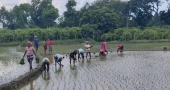 বৃষ্টিপাতে সেচ খরচে সাশ্রয়, আমন আবাদে ব্যস্ত চাঁপাইয়ের চাষিরা