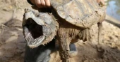 Trump administration ends automatic protections for threatened species