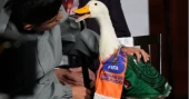 FIFA rules stop fan-favourite duck Merlín from attending Mexico match
