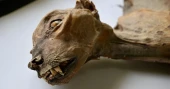 Mummified cheetahs found in Saudi caves reveal lost populations