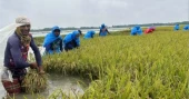 Farmers in tears as flash floods inundate Boro crop in Chhatak haors