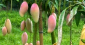 Foreign mango variety 'Red Ivory' creates buzz among farmers in Chapainawabganj