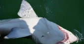 Researchers tag sharks off New York’s Hamptons to better understand their movements