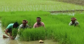 Northern region farmers pin hopes on Aman harvest amid favourable weather