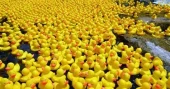 The rubber duck carries traces of American history in its ‘feathers’