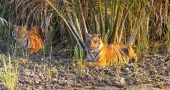 To Save Tigers in Bangladesh, Deer Farming Must End