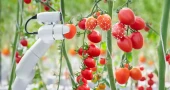 AI robot learns smarter way to harvest tomatoes