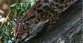 Tiny wild cat discovered as new species becomes tourist attraction in Bolivia