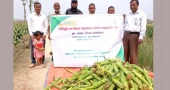 Thakurgaon farmer Sohel finds sweet success in corn cultivation