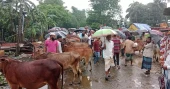 Feni’s cattle markets roar to life ahead of Eid