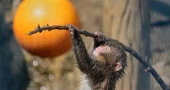 Japan's beloved monkey Punch turns one, receives thousands of birthday wishes from fans