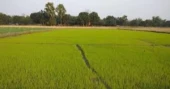 Experts urge boost in allocation for agriculture to ensure food security, curb inflation