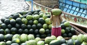 Satkhira farmers turn to off-season watermelon for higher profits