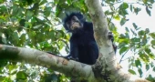 New monkey species with orange lips discovered in DR Congo rainforest