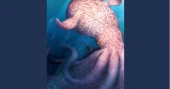 Massive kraken-like ancient octopus may have ruled dinosaur-era seas