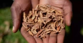 Kenya court strikes down law banning seed sharing