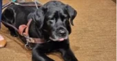 Service dog Alfred helps secure nationwide rights for disabled lyft riders