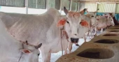 Sirajganj farmers gear up for Eid cattle trade with over 617,000 sacrificial animals