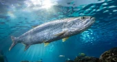 UN report warns of sharp decline in migratory fish, calls for urgent protection