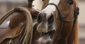 The secret behind a horse’s whinny: Scientists reveal how It works