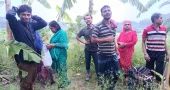 BGB foils BSF attempt to push in 11 through Chuadanga border