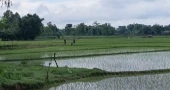 BGB stops BSF bid to install cement posts near Patgram border