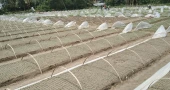Jashore emerges as Bangladesh’s winter vegetable seedling hub