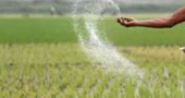 Govt approves procurement of 55,000 mt of fertiliser