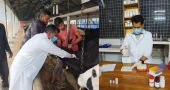 Hidden disease, hidden losses: How brucellosis is ravaging dairy farms in stealth