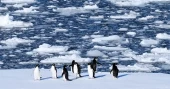 Photos reveal thriving wildlife in Antarctica amid rising climate risks