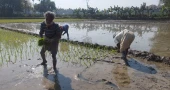 GK Irrigation Project revived, bringing relief to Kushtia and Chuadanga farmers