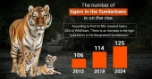 The Majestic Bengal Tiger: Conservation Success in the Sundarbans