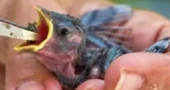 Extreme heat also threatens wildlife