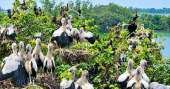 Sirajganj wetlands come alive with arrival of migratory birds