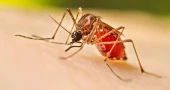 Dengue in Bangladesh: One death, 110 hospitalised in 24 hours